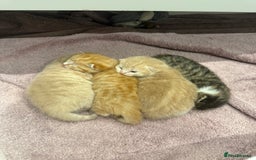 Mixed Breed cats for sale: PLEASE READ - 4 stunning kittens. 3 male. 1 female - Image 3