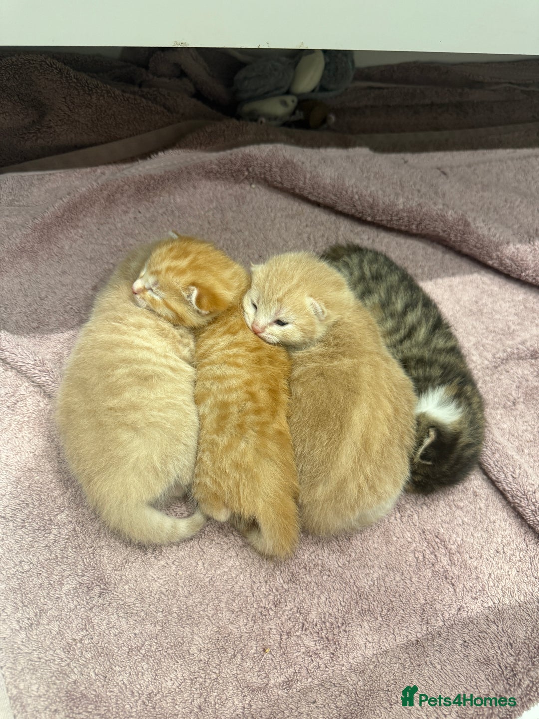 Mixed Breed cats for sale: PLEASE READ - 4 stunning kittens. 3 male. 1 female - Image 3