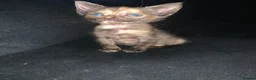 Mixed Breed cats for sale: Beautiful tortie shell girl in London - Advert 2