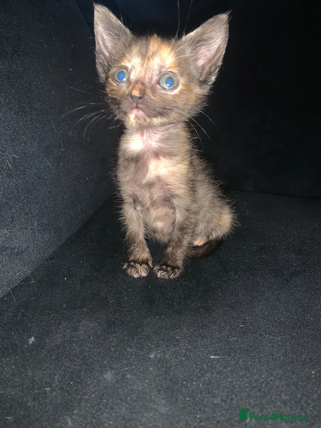 Mixed Breed cats for sale: Beautiful tortie shell girl in London - Advert 2