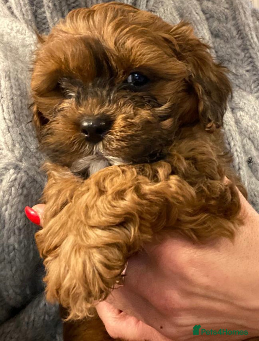 Shihpoo dogs for sale: Shipoo Pups - Image 12