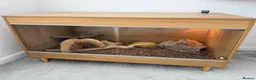 Bearded Dragon reptiles for sale: 1 Year Old Bearded Dragon with Full 4ft Setup - Advert 4