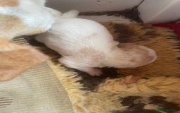 Beagle dogs for sale: Beautiful beagle boys kc reg ready 19 sept  - Image 25