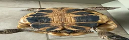 Tortoise reptiles for sale: Hermann tortoise and friend - Advert 6