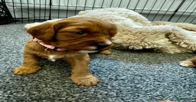 Cavapoo dogs - Advert 8