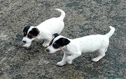 Jack Russell dogs for sale: Jack Russell Puppies  - Image 3