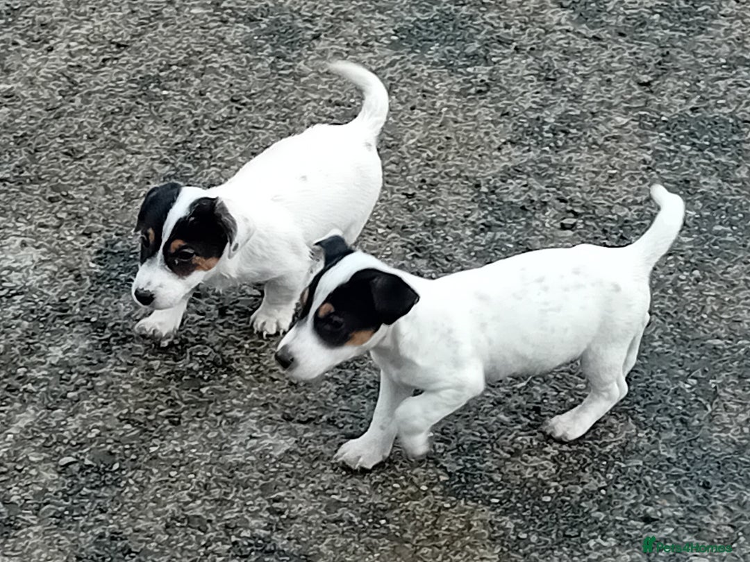 Jack Russell dogs for sale: Jack Russell Puppies  - Image 3