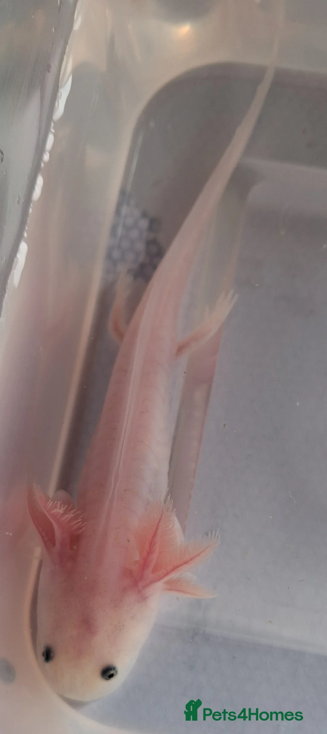 Axolotl reptiles for sale: Baby axolotls for sale in Cinderford - Advert 4