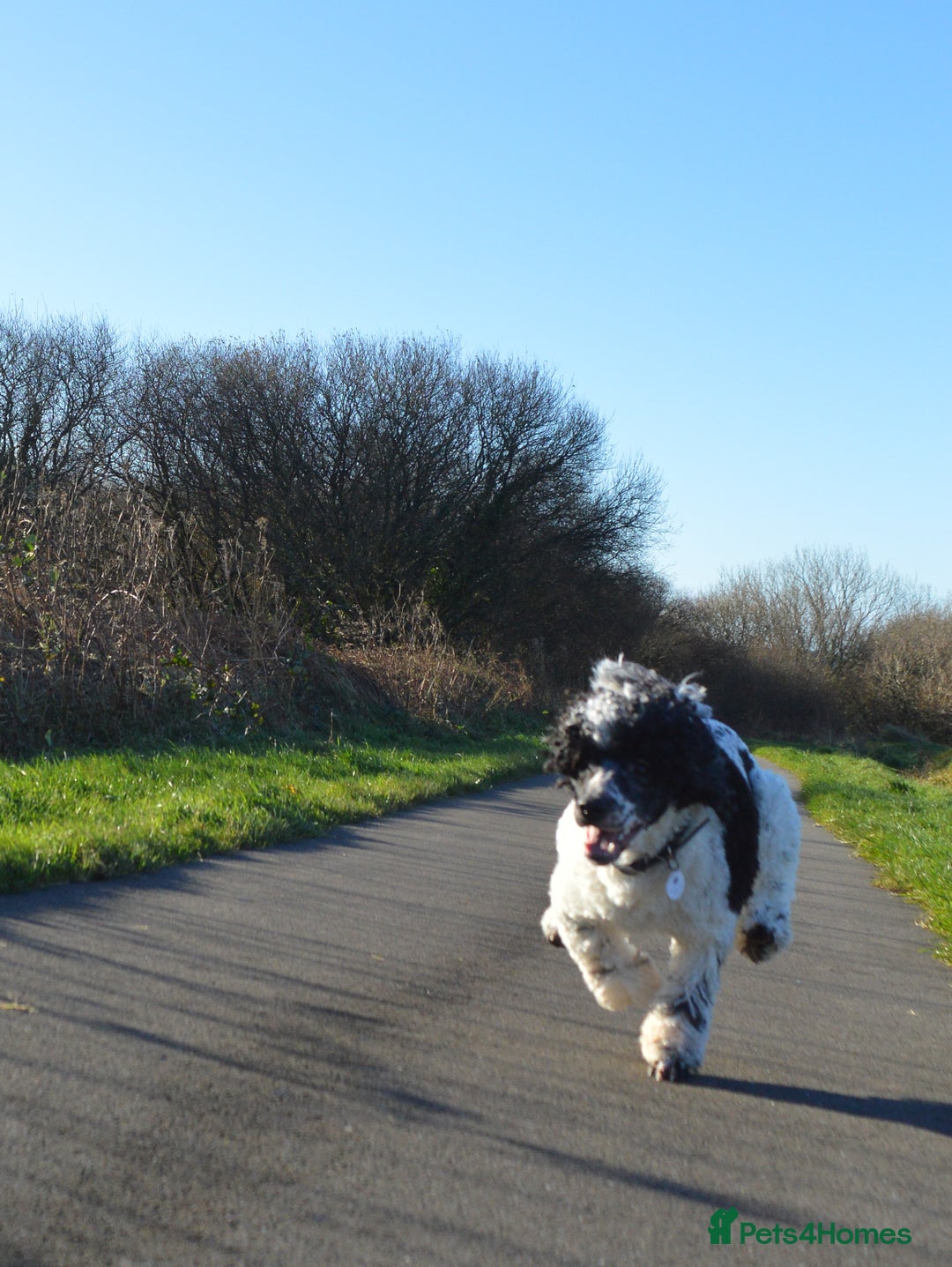 Miniature Poodle dogs for stud: Gorgeous Parti Miniature Poodle - Advert 21