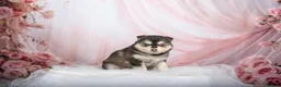 Pomsky dogs for sale: F4 Pomsky females from health tested parents - Advert 23