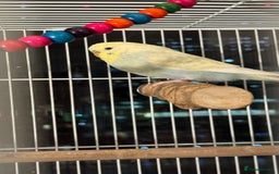 Budgerigars birds for sale: Beautiful budgerigar cock - Advert 4