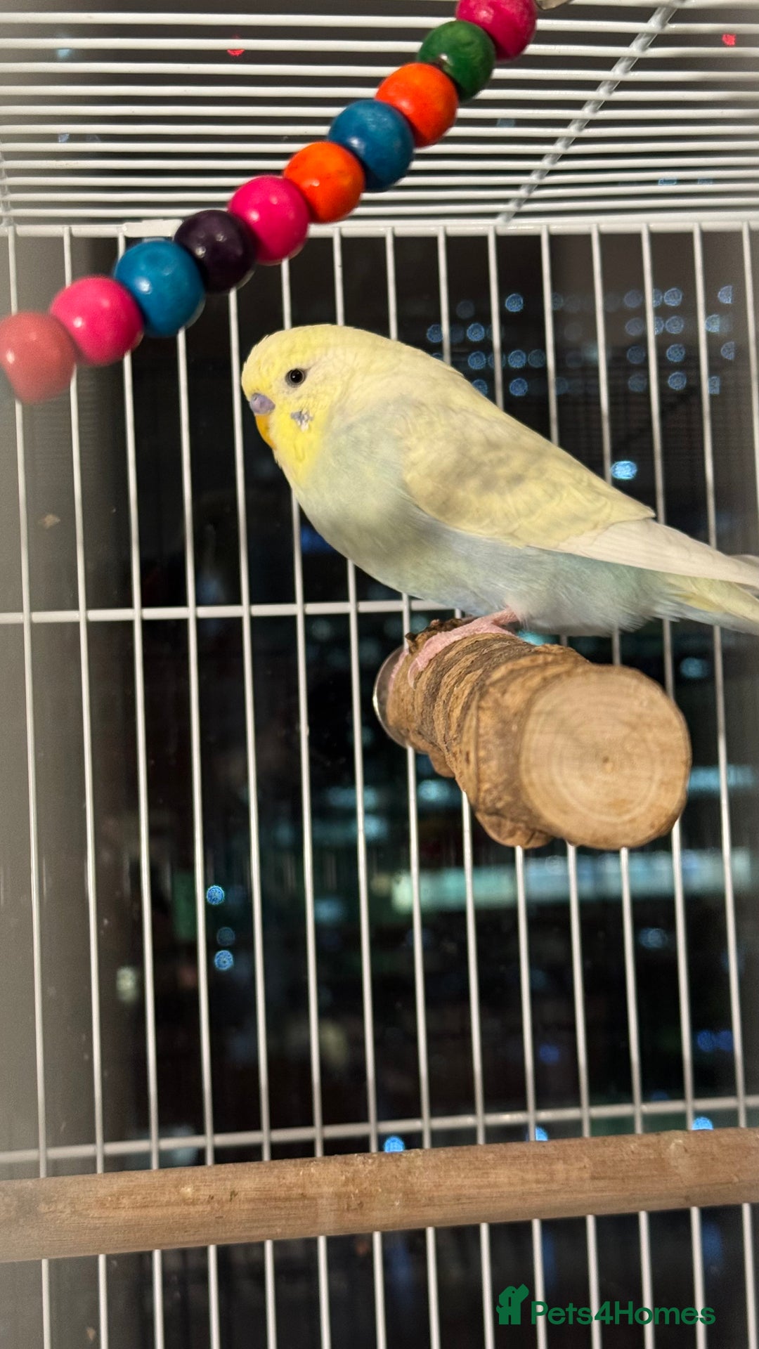 Budgerigars birds for sale: Beautiful budgerigar cock - Advert 4