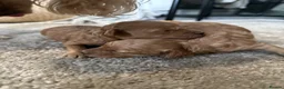 Toy Poodle dogs for sale: Gorgeous, healthy KC toy poodles  - Advert 4