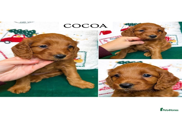 Cockapoo dogs Red Toy F1B cockapoo  - Advert 4