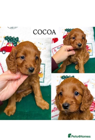 Cockapoo dogs Red Toy F1B cockapoo - Advert 10