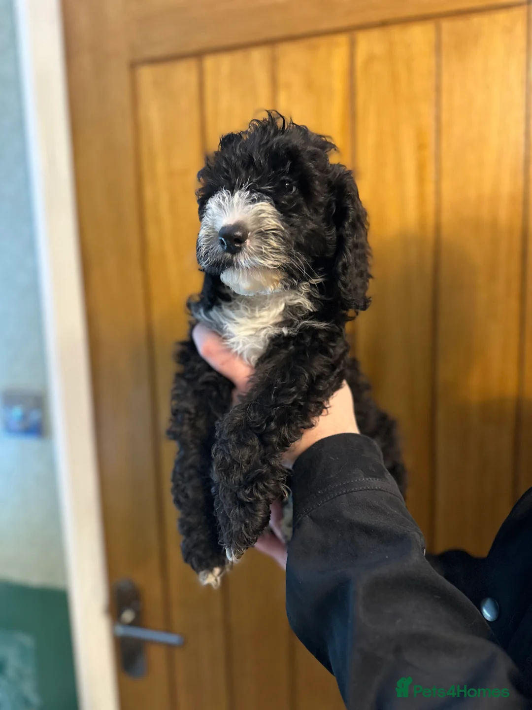 Cockapoo dogs for sale: X2 Cockerpoo boys left  - Advert 5