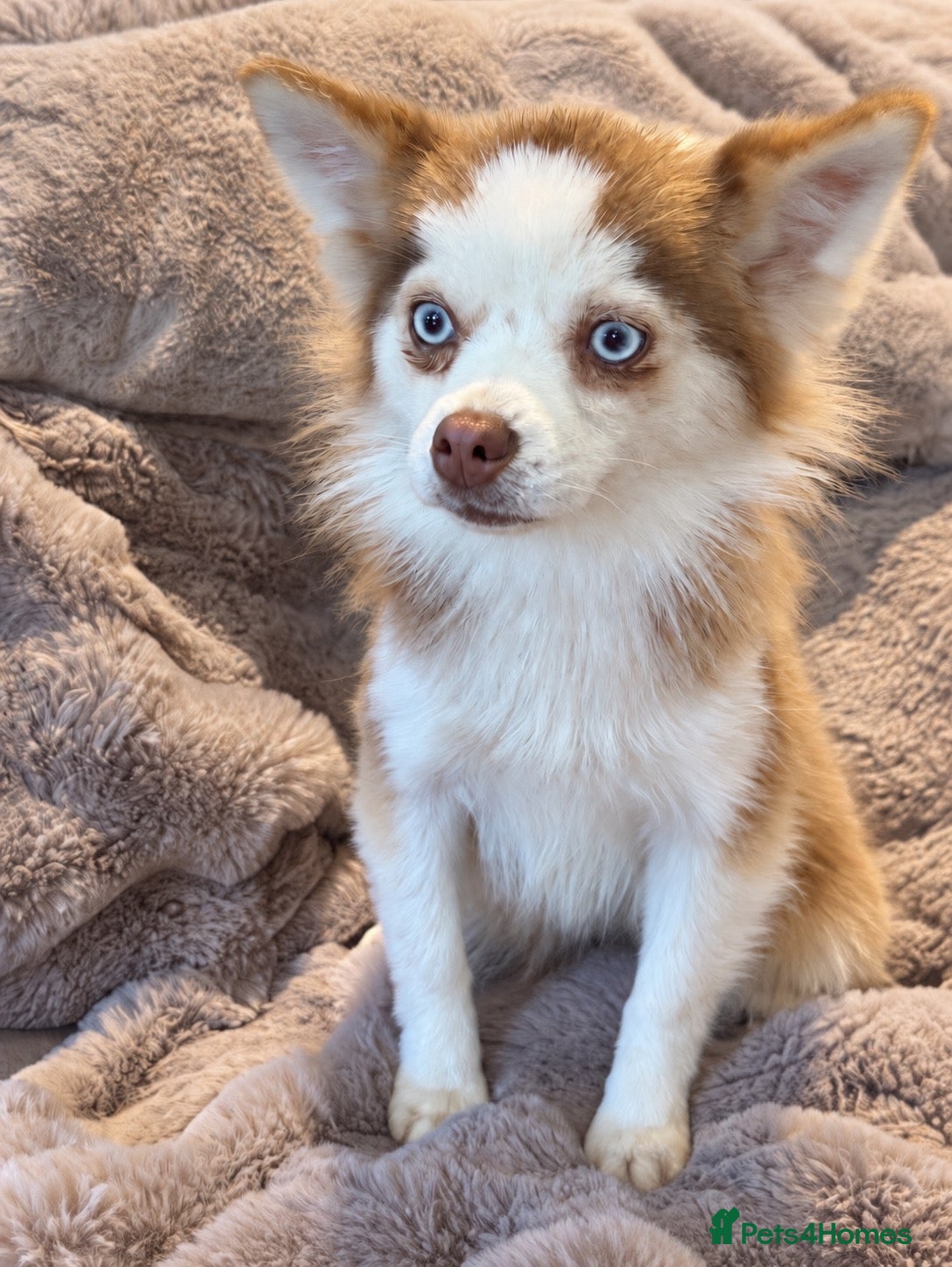 Pomsky dogs F2 Pomsky bright blue eyes  - Advert 2