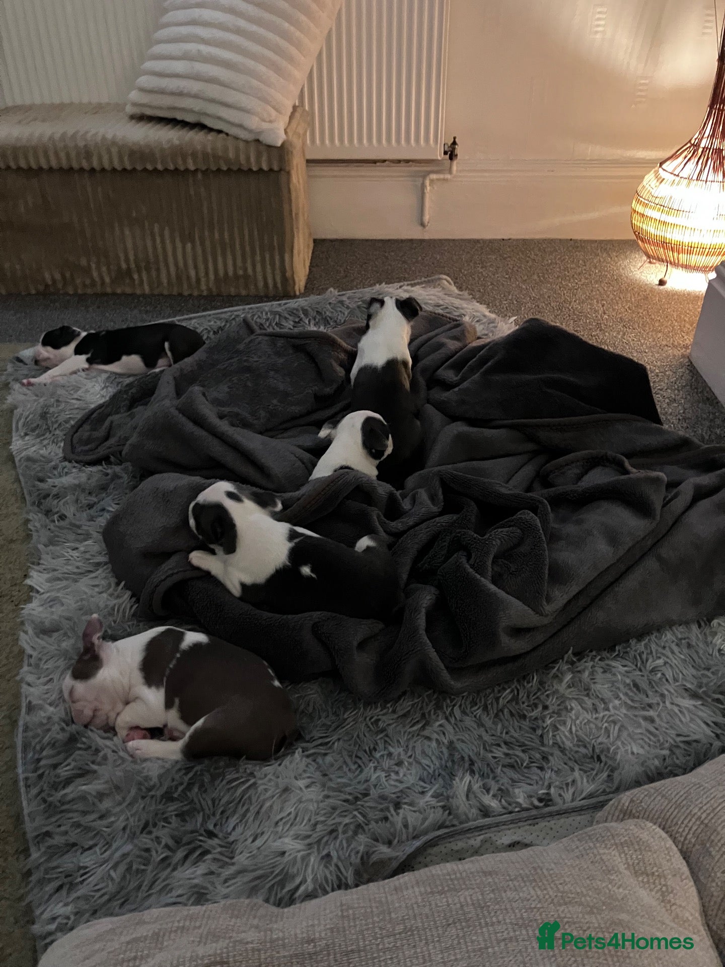 Boston Terrier dogs 6 weeks old Boston terrier pups - Advert 13