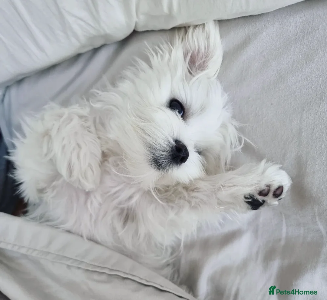 Maltese dogs for stud: Prince Lucky available for Stud in Rochdale - Advert 2