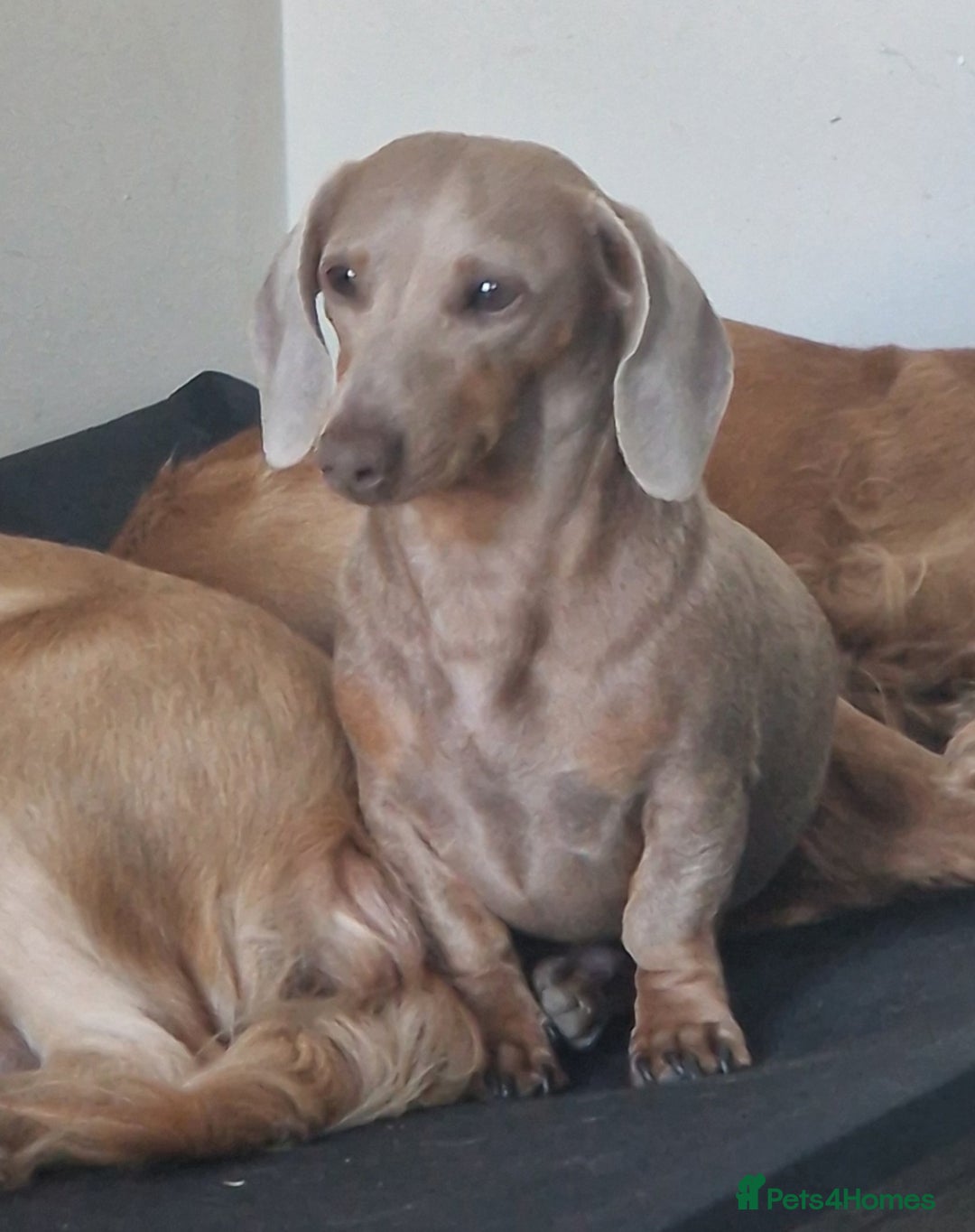 Miniature Dachshund dogs for stud: Miniature dachshund for stud!  in Nottingham - Image 4