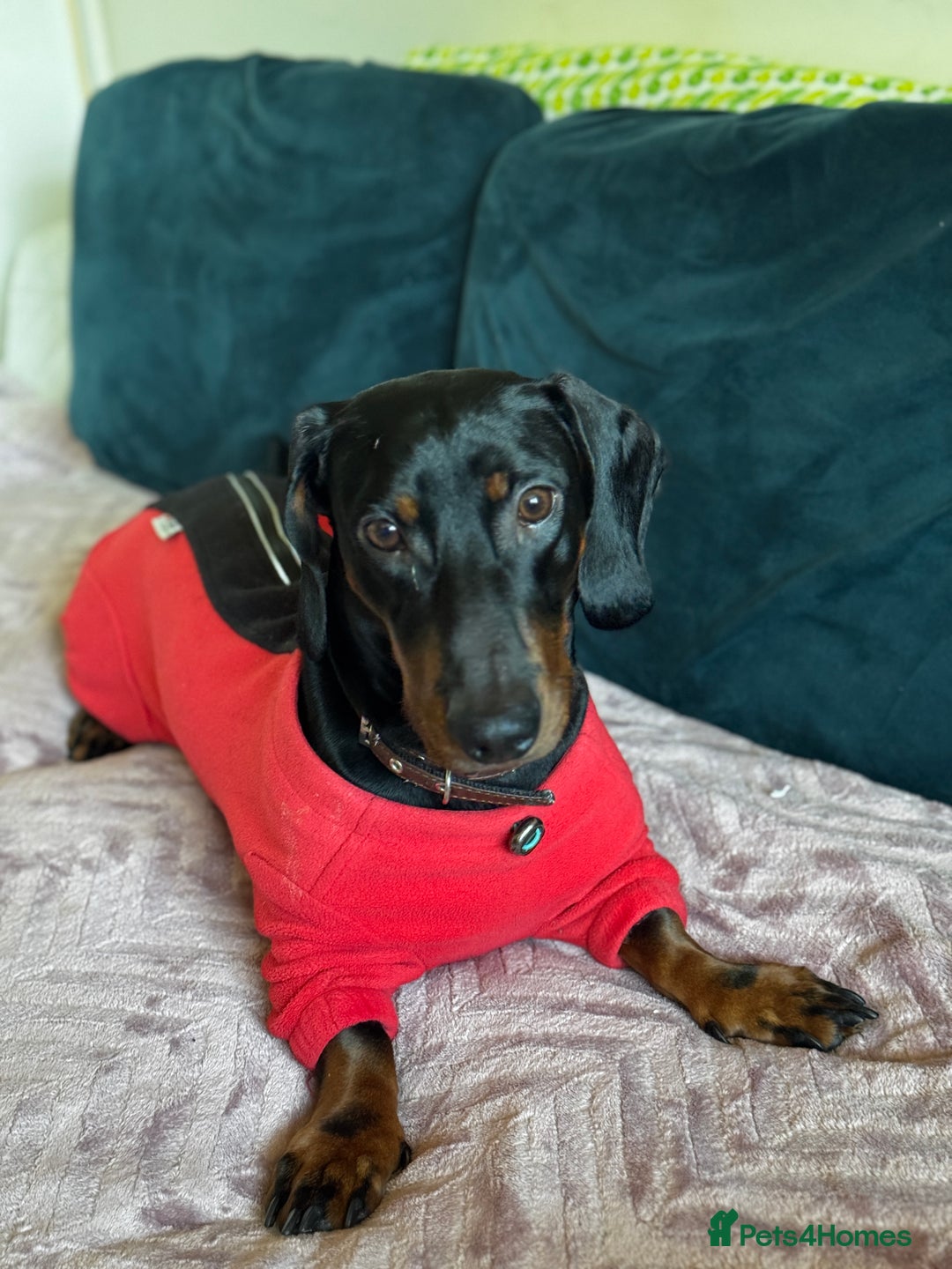 Dachshund dogs for stud: Male Dachshund for Stud - Image 2