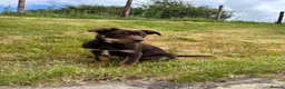 Australian Kelpie dogs for sale: Last 2 Vaccinated Australian Kelpie Puppies - Advert 21