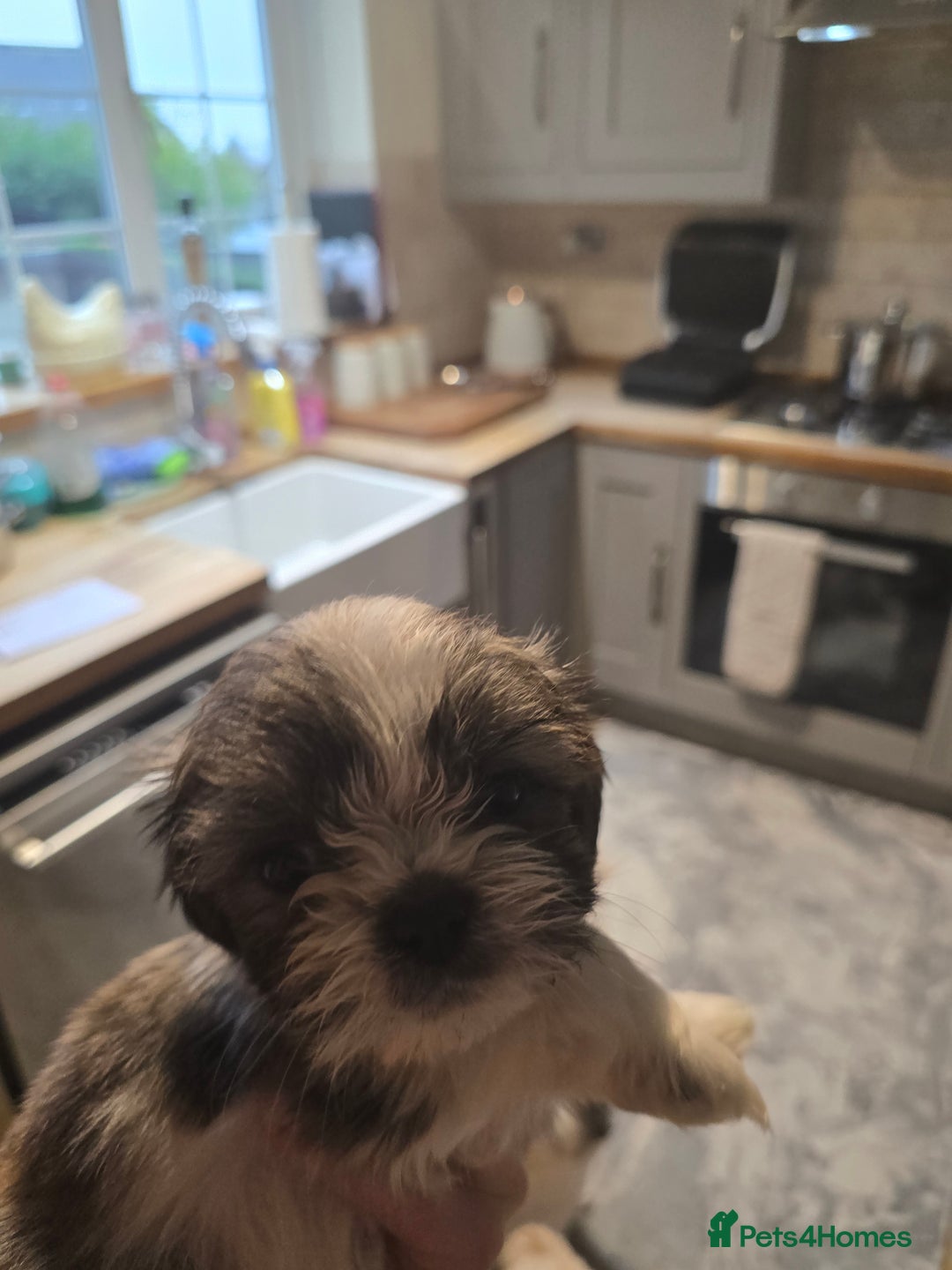 Shih Tzu dogs for sale: Shitzu puppies - Advert 7