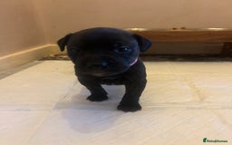 Staffordshire Bull Terrier dogs for sale: 5 staff pups  - Image 15