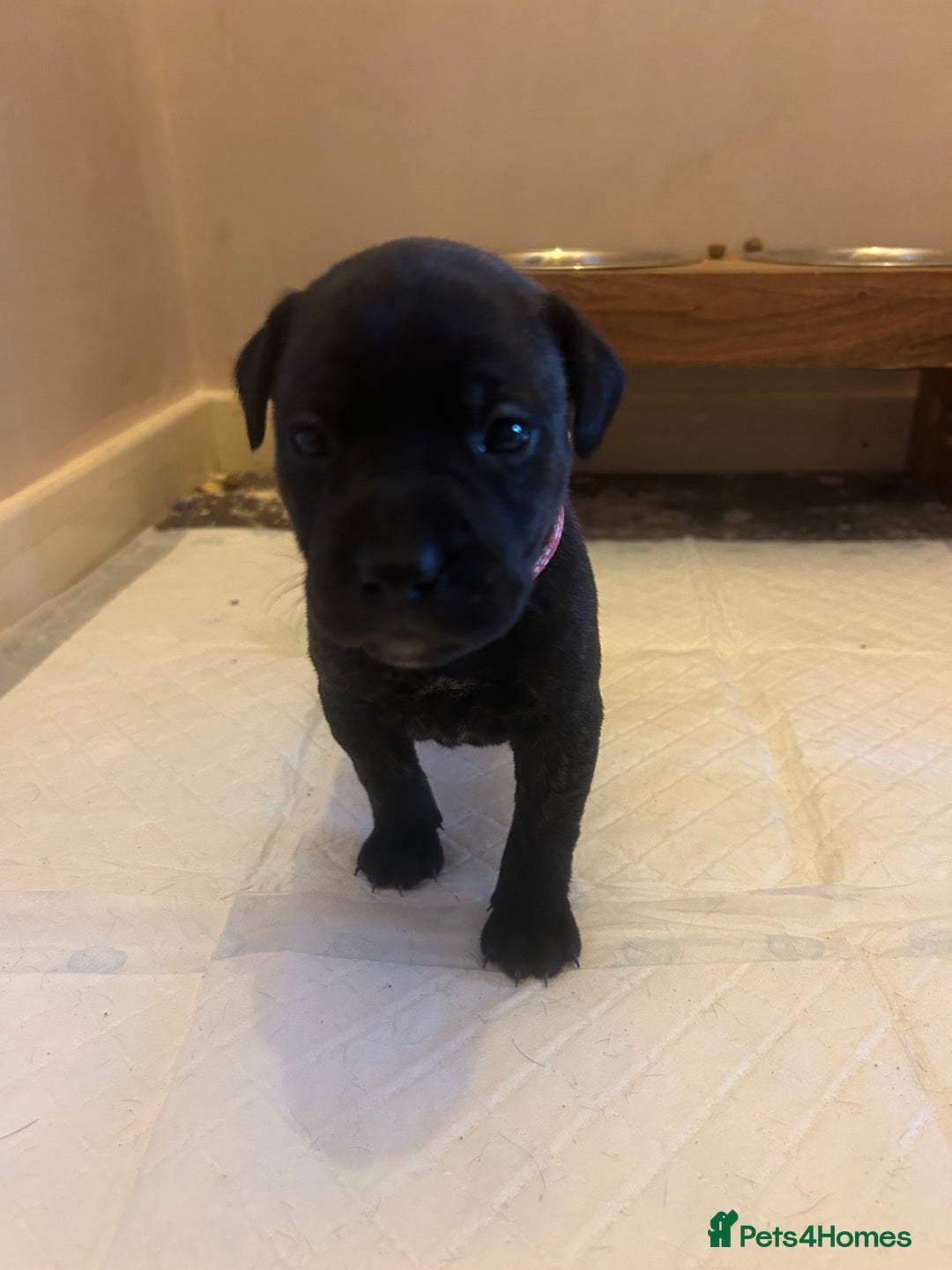 Staffordshire Bull Terrier dogs for sale: 5 staff pups  - Image 15