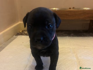 Staffordshire Bull Terrier dogs 5 staff pups - Advert 3