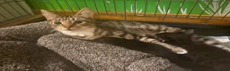 Mixed Breed cats for sale: 2 tabby female mixed kittens in Lincoln - Advert 5