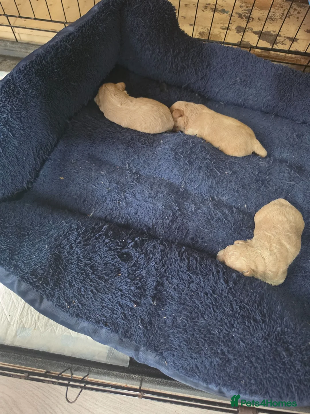 Maltipoo dogs for sale: Maltipoo parents health tested - Advert 1