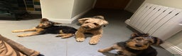 Airedale Terrier dogs for sale: Beautiful Airedale boy looking for his new home  - Advert 1
