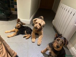 Airedale Terrier dogs Beautiful Airedale boy looking for his new home - Advert 2