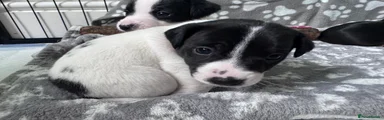 Jack Russell Puppy 1