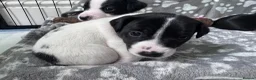 Jack Russell dogs for sale: Jack Russell pups broken/rough coated - Advert 2