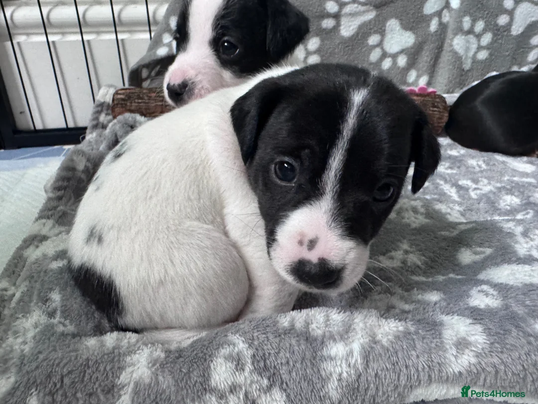 Jack Russell dogs for sale: Jack Russell pups broken/rough coated - Advert 2