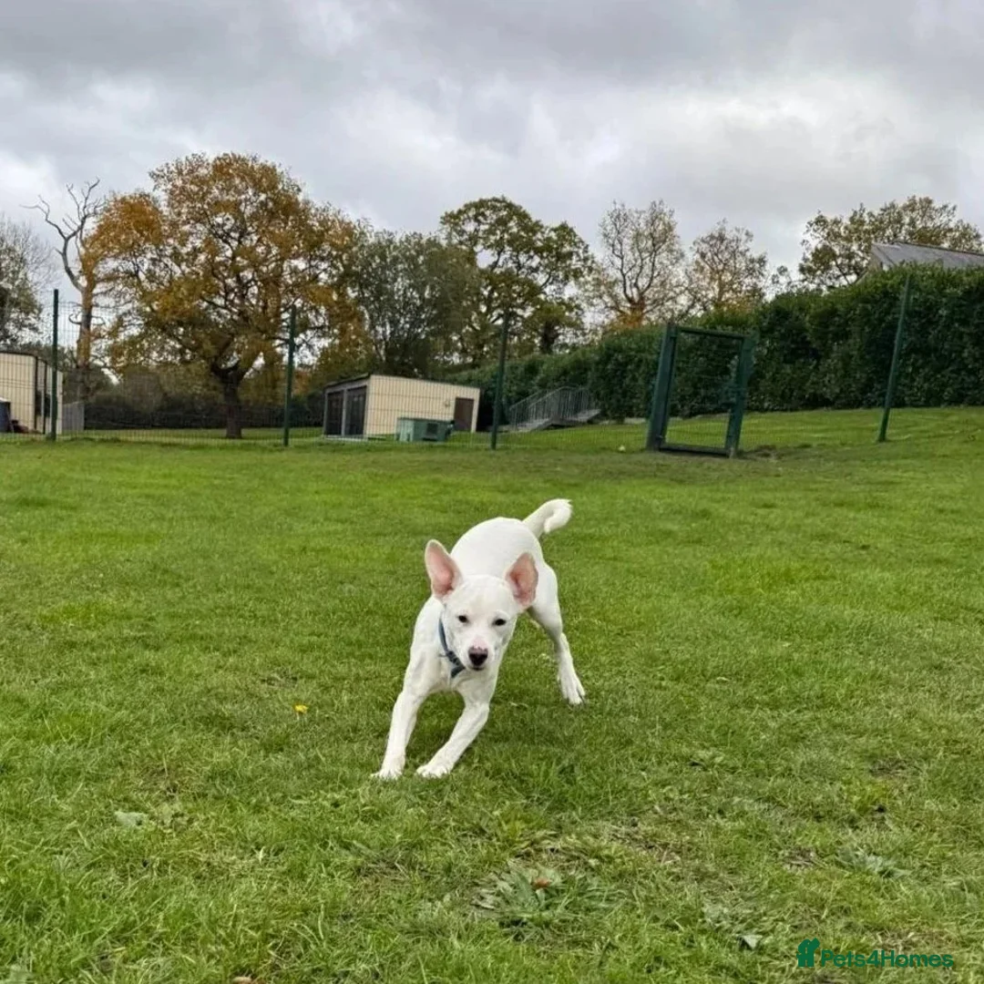 Mixed Breed dogs for adoption: Aspen (white beagle mix) - Advert 14