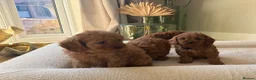 Cavapoo dogs for sale: DNA tested Dark red F1 cavapoo pups  - Advert 36