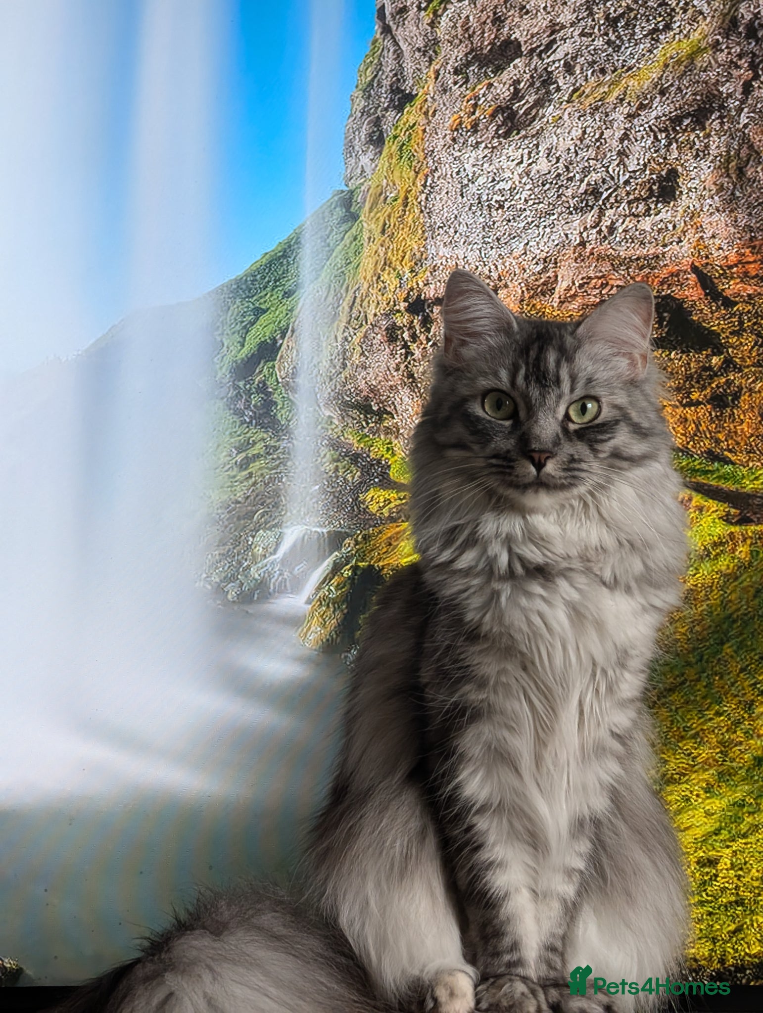 Maine Coon cats Maine coon female adult for sale  - Advert 2