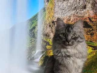 Maine Coon cats Maine coon female adult for sale - Advert 10