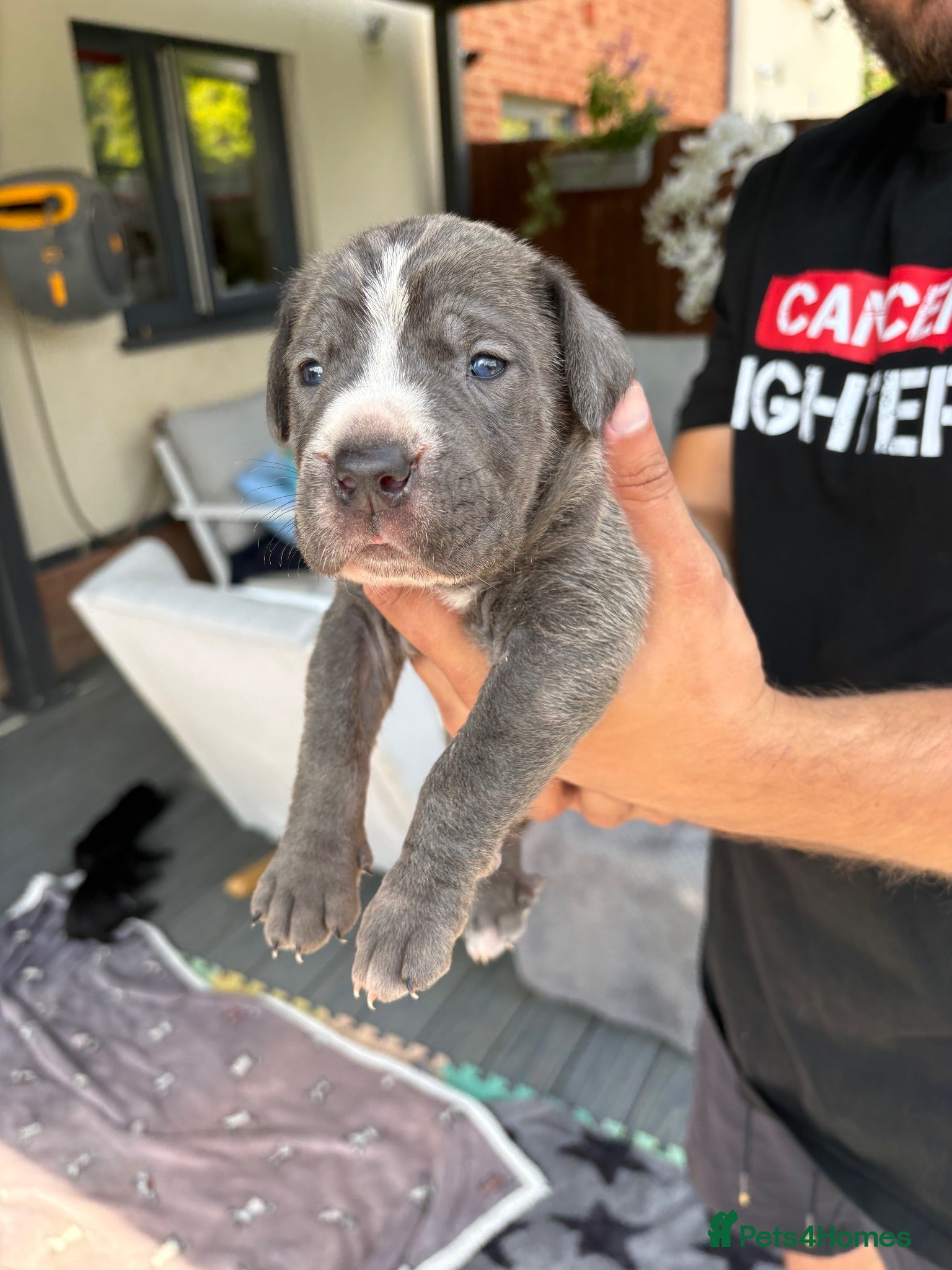 Cane Corso dogs 4 Stunning Cane Corso Big Boys!!! - Advert 2
