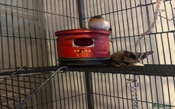 Sugar Glider rodents for sale: 2 1 year old males - Image 3