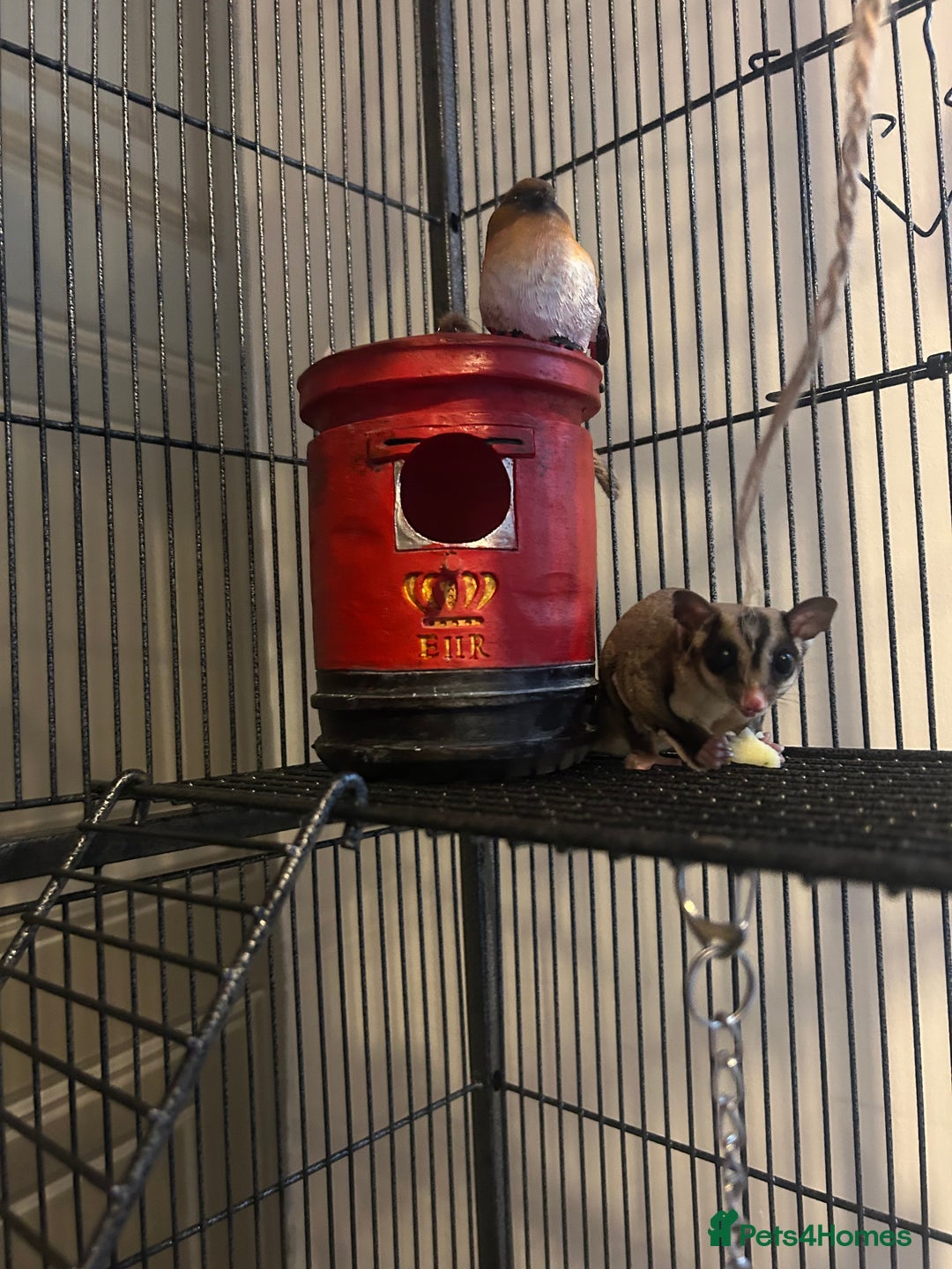 Sugar Glider rodents for sale: 2 1 year old males - Image 3
