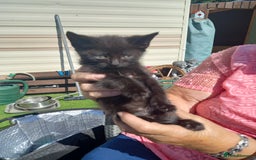 Mixed Breed cats for sale: 4 black kittens with a bit of white  - Image 2