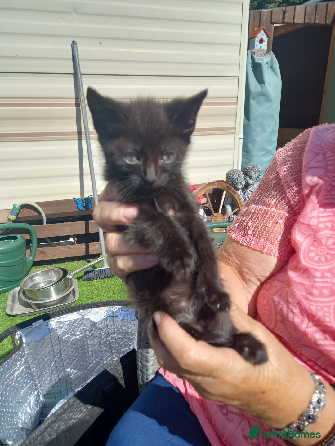 Mixed Breed cats for sale: 4 black kittens with a bit of white  - Image 2