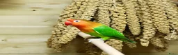 Lovebirds birds for sale: Bonded pair of lovebirds  in Tamworth - Advert 4