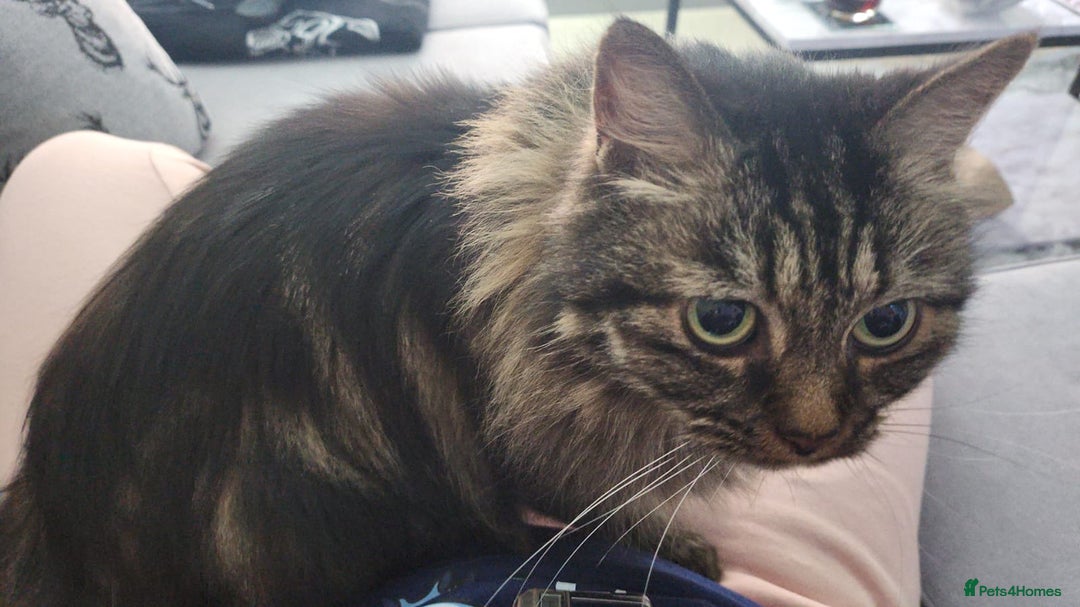 Mixed Breed cats for sale: 2 Tabby Ragdoll sisters in need of rehoming - Advert 6