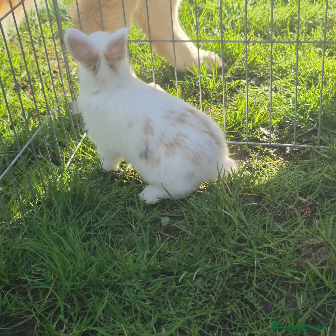 Mini Lop rabbits for sale: Gorgeous mini lop x Rex kits - Advert 24