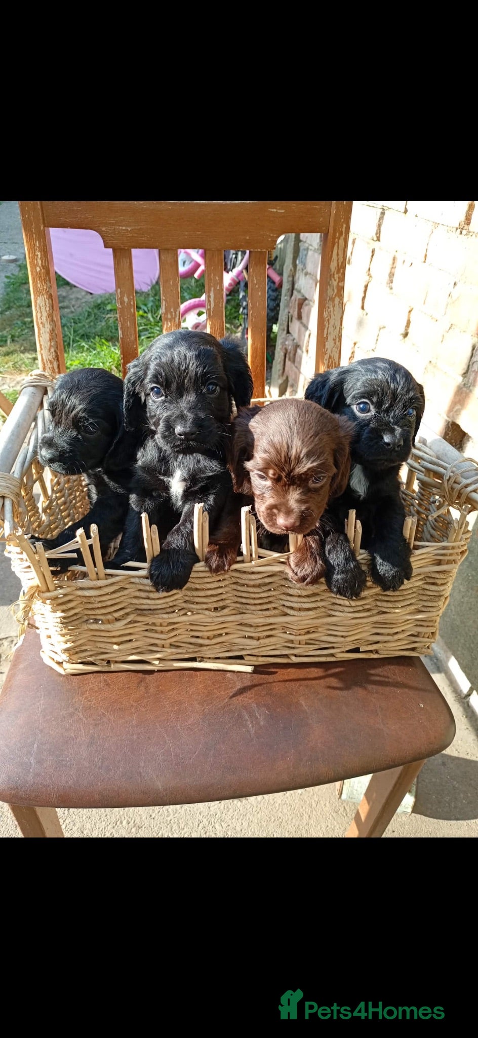 Cocker Spaniel dogs cocker spaniel pups  - Advert 4
